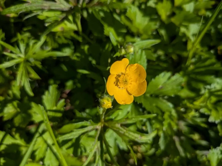 Bouton d'or